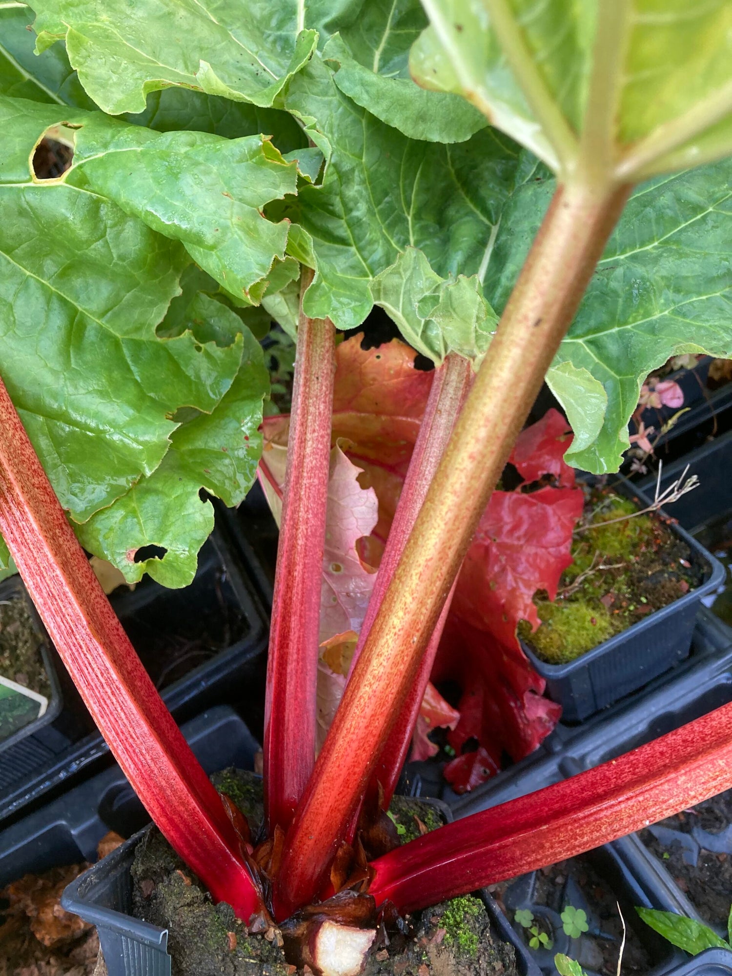 Rhubarb Seeds - Victoria