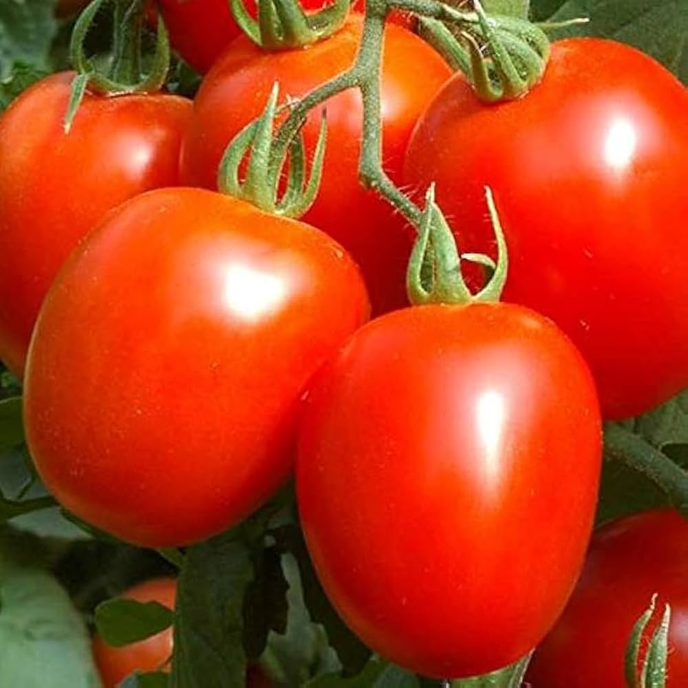 Ribbed Tomato seeds – classic heirloom with unique ridged fruit - Dharaseeds