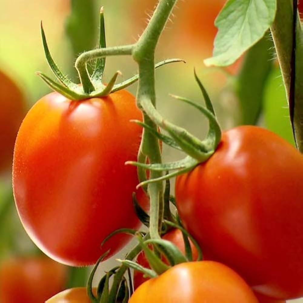 Ribbed Tomato seeds – classic heirloom with unique ridged fruit - Dharaseeds