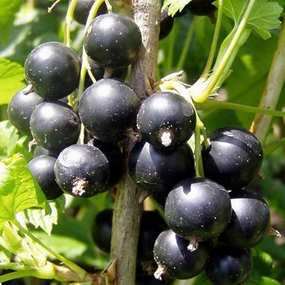 Ribes Nigrum black currant seeds perennial berry shrub
