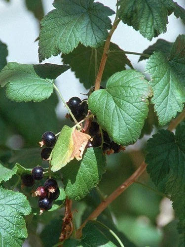 Ribes nigrum seeds for outdoor garden growing