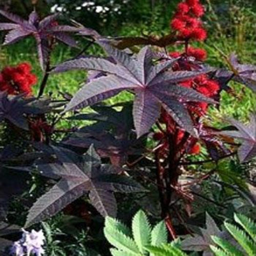 Castor Bean Gibsonii Large Leaf Plant Seeds