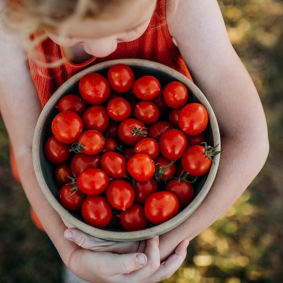 Riesentraube Tomato Solanum lycopersicum vegetable seeds for vertical garden tomato growing - Dharaseeds