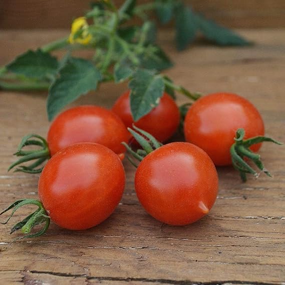 Riesentraube Tomato Solanum lycopersicum vegetable seeds for vertical garden tomato growing - Dharaseeds