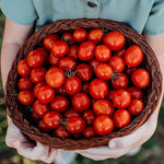 Riesentraube Tomato Solanum lycopersicum vegetable seeds for vertical garden tomato growing - Dharaseeds