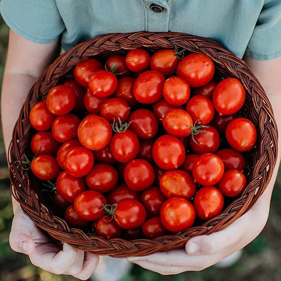 Riesentraube Tomato Solanum lycopersicum vegetable seeds for vertical garden tomato growing - Dharaseeds