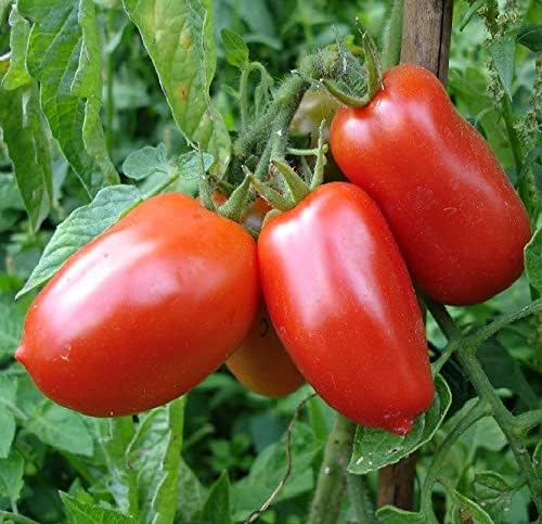 Rio Grande Tomato Solanum lycopersicum vegetable seeds for planting in kitchen garden containers - Dharaseeds