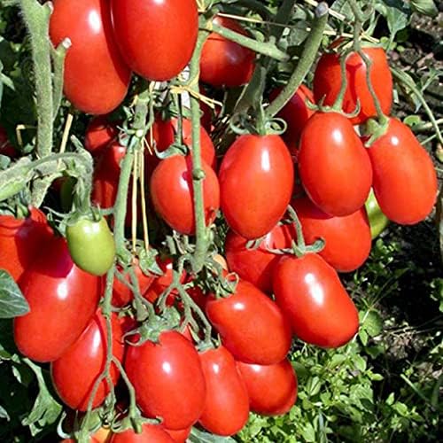 Rio Grande Tomato Solanum lycopersicum vegetable seeds for planting in kitchen garden containers - Dharaseeds