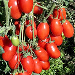Rio Grande Tomato Solanum lycopersicum vegetable seeds for planting in kitchen garden containers - Dharaseeds