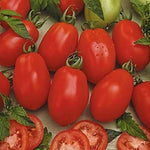 Rio Grande Tomato Solanum lycopersicum vegetable seeds for planting in kitchen garden containers - Dharaseeds