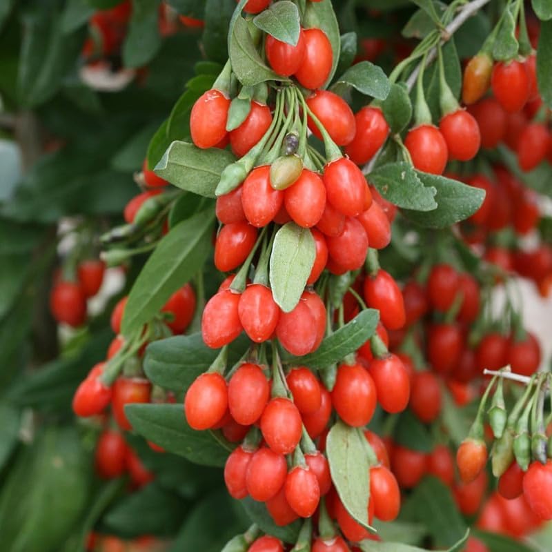 Ripe goji berries harvested from home garden plants