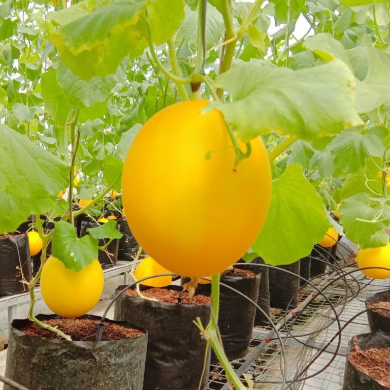 Ripe Gold Melons with golden-yellow skin on the vine