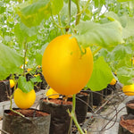 Ripe Gold Melons with golden-yellow skin on the vine