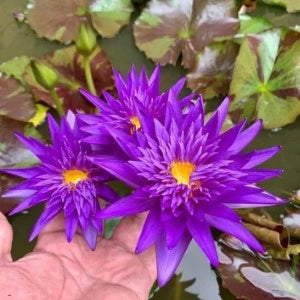 flowers high quality flower seeds for growing vibrant and colorful blooms in home gardens and landscapes organic flowers premium organic flower seeds for sustainable gardening and beautiful blossoms suitable for all climates