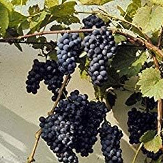 Riverbank grape vine seeds for outdoor plantation