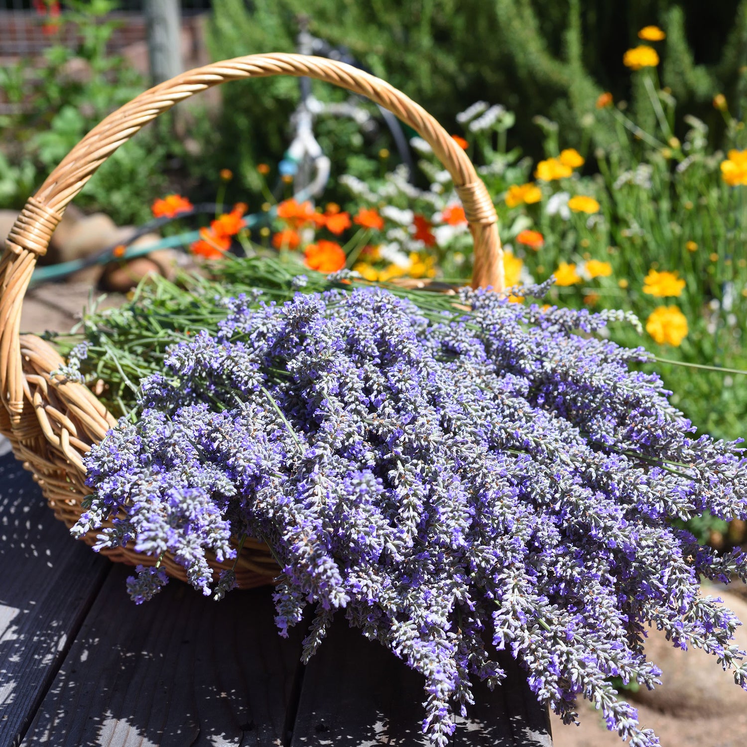 Blue Catmint Plant Seeds for Planting-Fragrant Herb Gardens and Decor – Fresh Herb for Your Garden