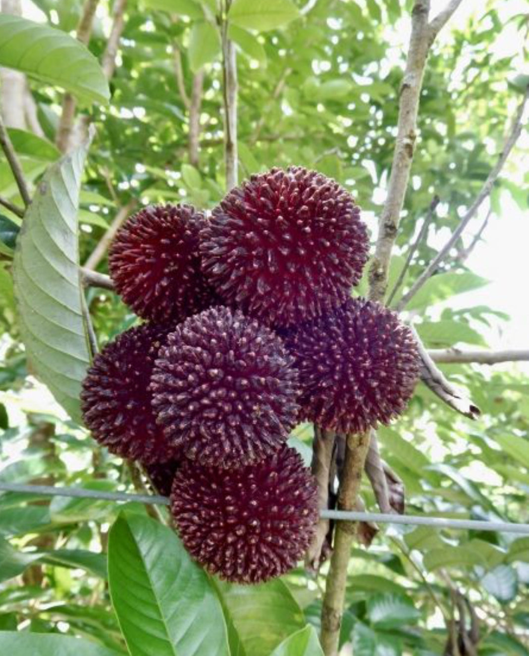 Pulasan (Nephelium ramboutan-ake) – Tropical Sweet and Juicy Fruit