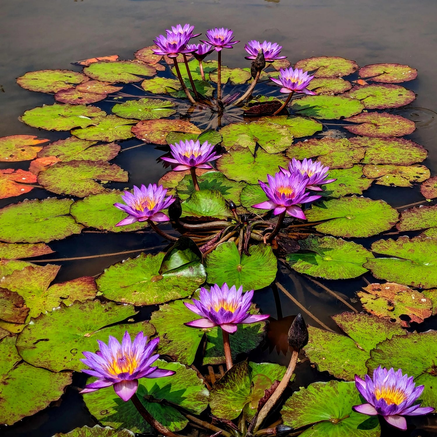 Waterlily Lyndsey Woods (Tropical Water Lilly)