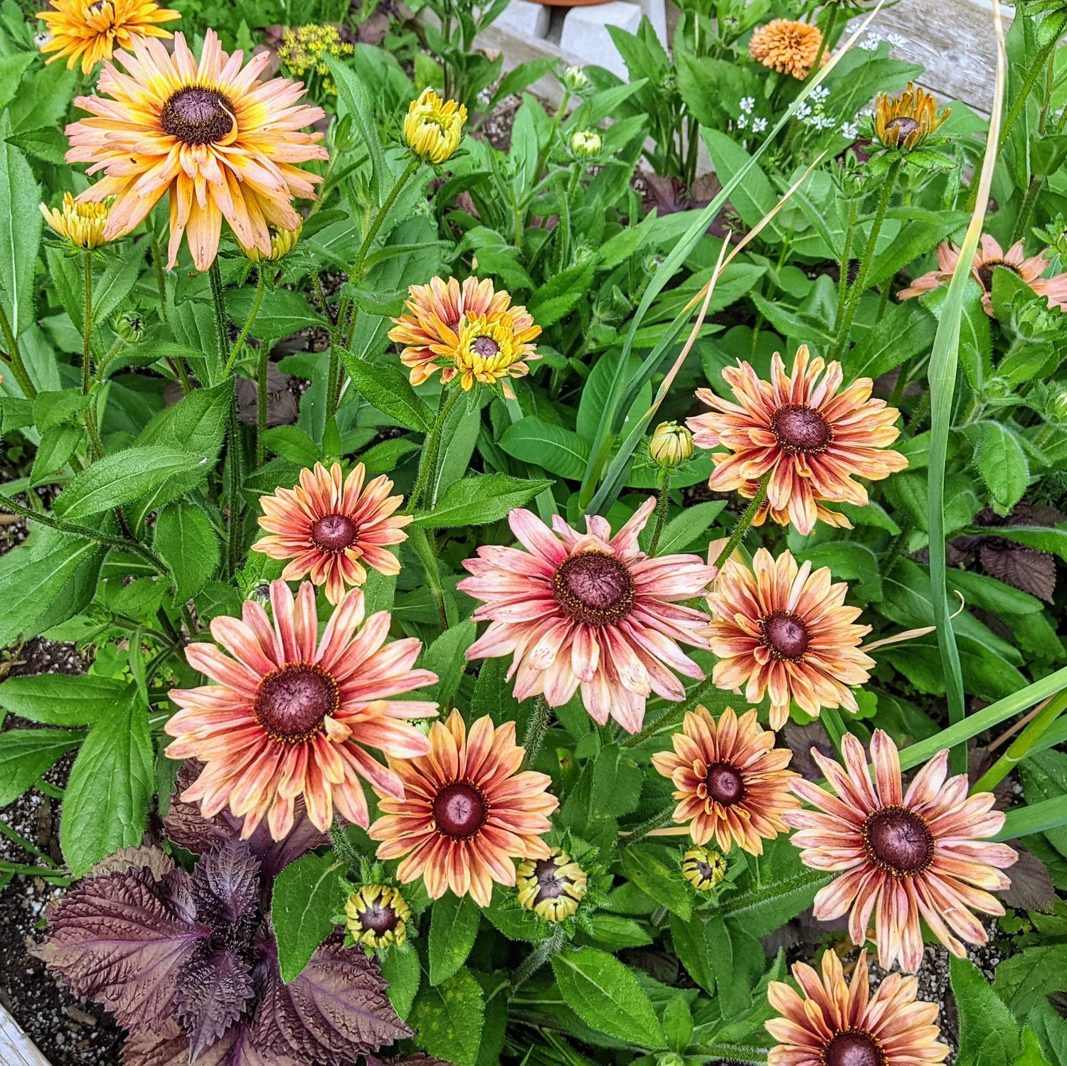 Rudbeckia Sahara Flower Seeds, Earthy, Sunset-Colored Petals with Long-Lasting Blooms