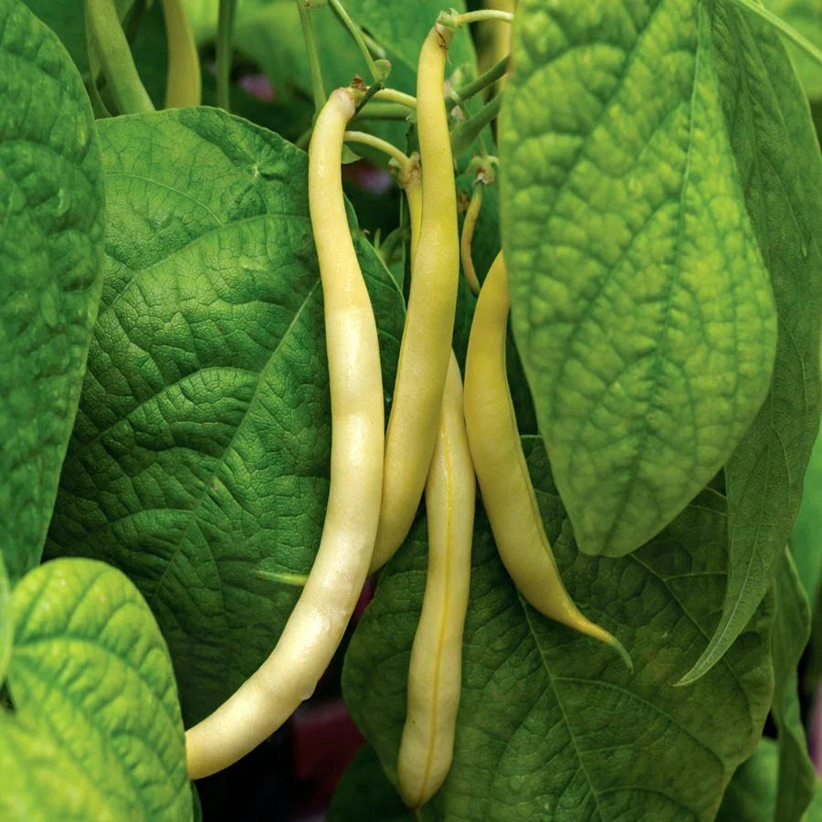 Rocdor bean seeds for planting Non-GMO organic garden variety