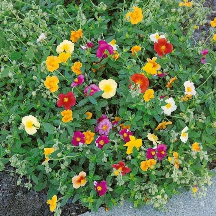 Mixed Helianthemum Rock Rose Plant Seeds for Planting Non-GMO Heirloom Garden Seeds Dhara Seeds