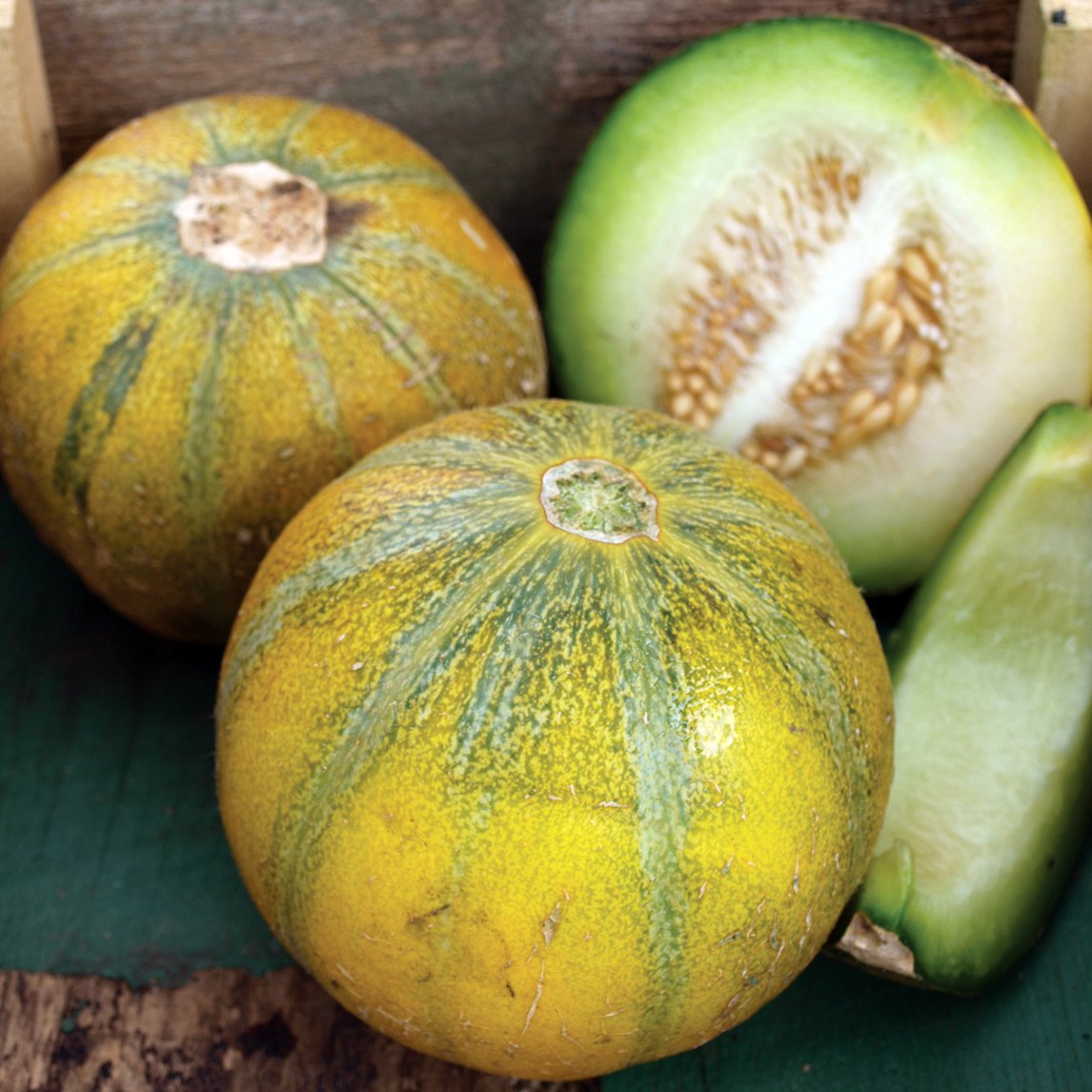 Ogden Melon (Cucumis melo) Seeds