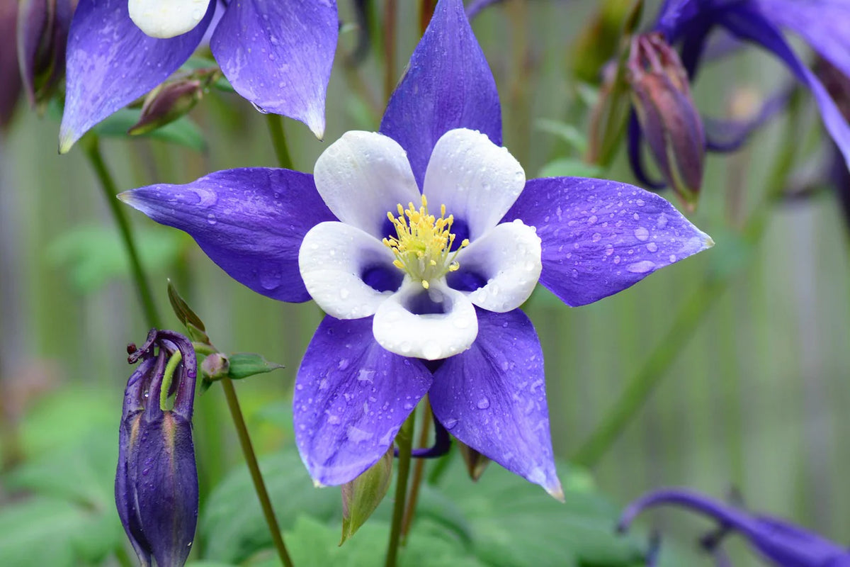 Columbine Aquilegia Vulgaris Flower Seeds for Planting
