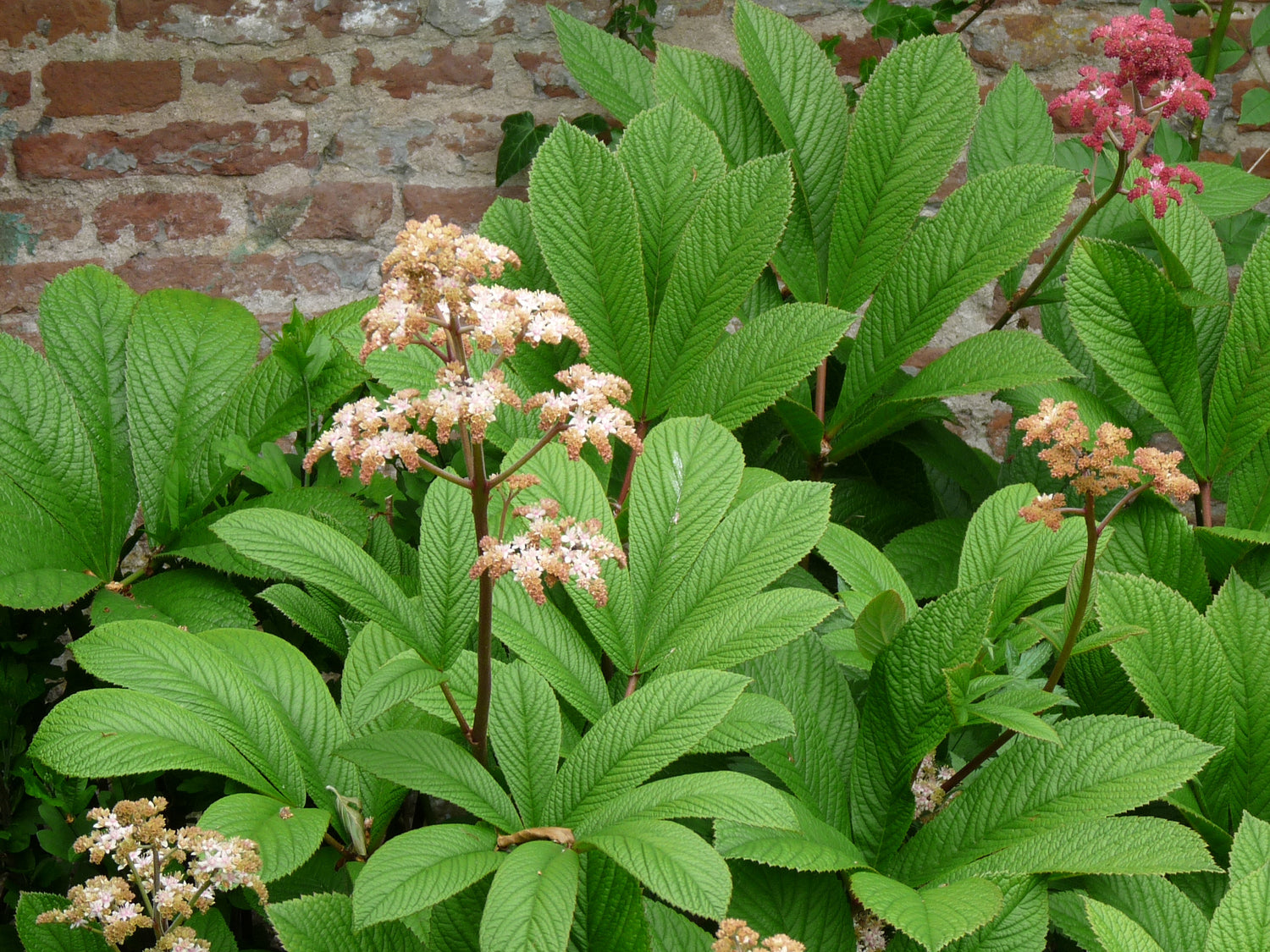 Heirloom Non-GMO Brown Rodgersia Henrici Flower Seeds – Ornamental Shade Garden Seeds