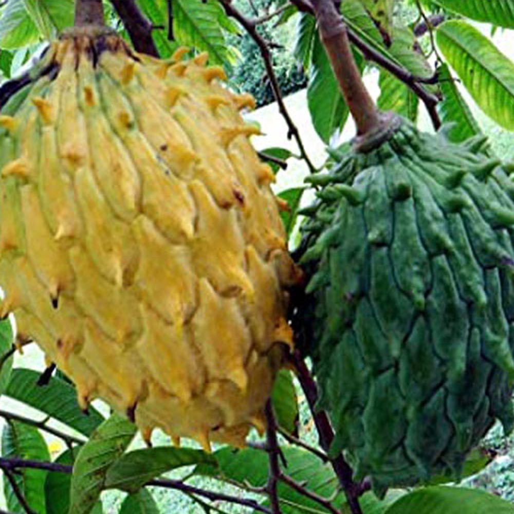 Rollinia Fruit - A Tropical Delicacy