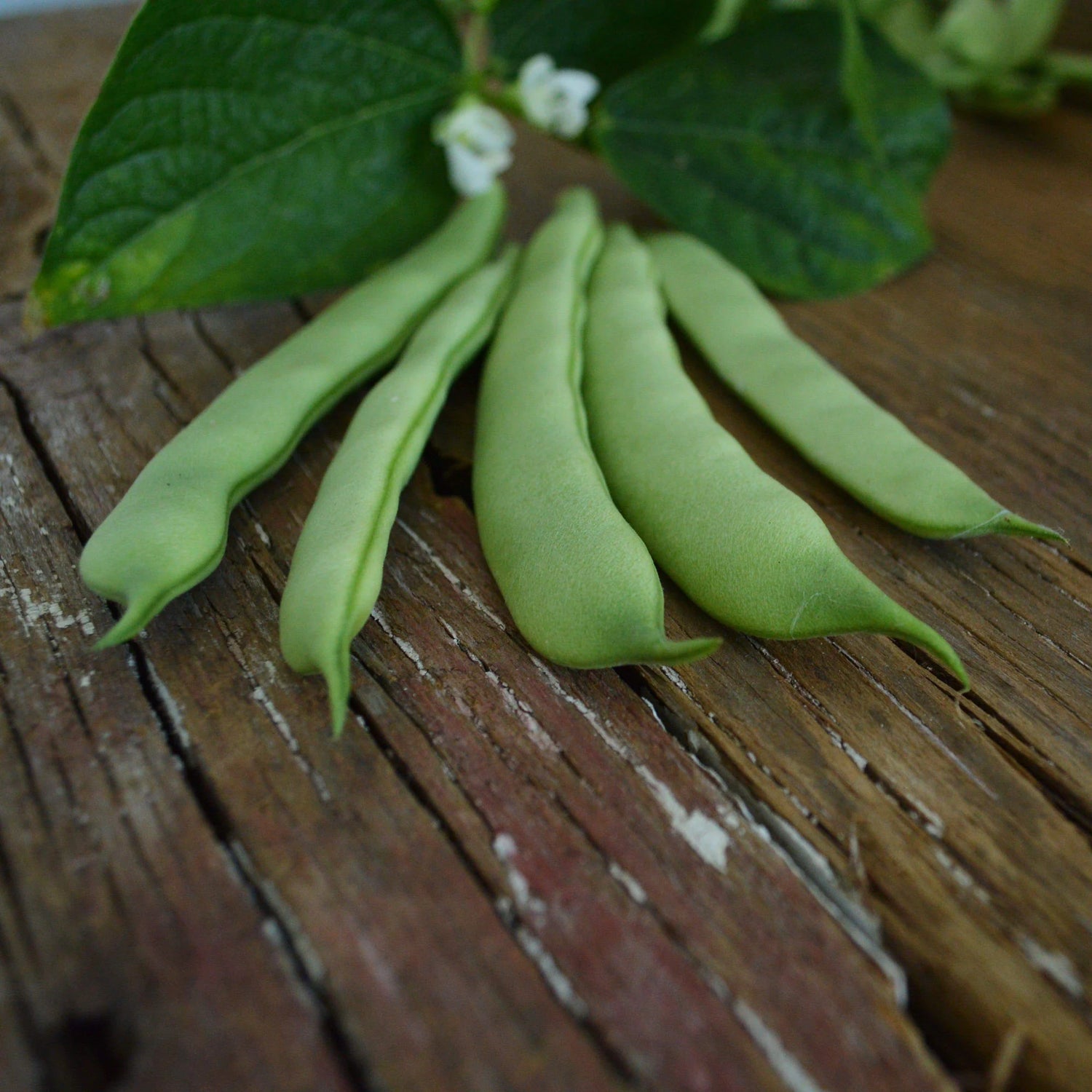 Roma II Bush Bean Seeds Heirloom Non-GMO High Germination Organic Garden Seeds