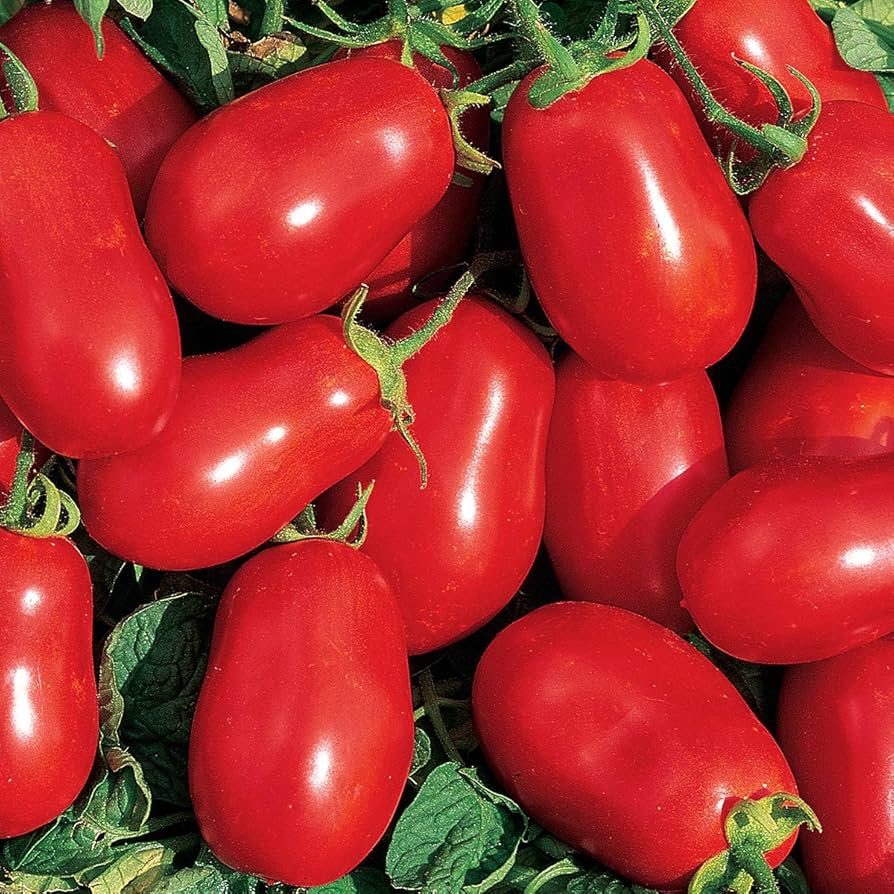 Roma VF Paste Tomato Seeds – Classic Heirloom for Thick Sauces & Canning - Dharaseeds