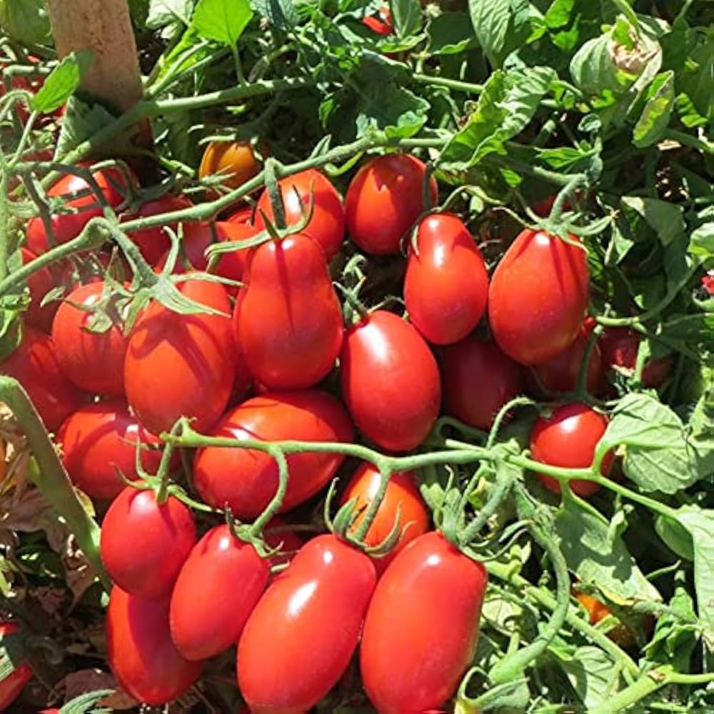 Roma VF Paste Tomato Seeds – Classic Heirloom for Thick Sauces & Canning - Dharaseeds