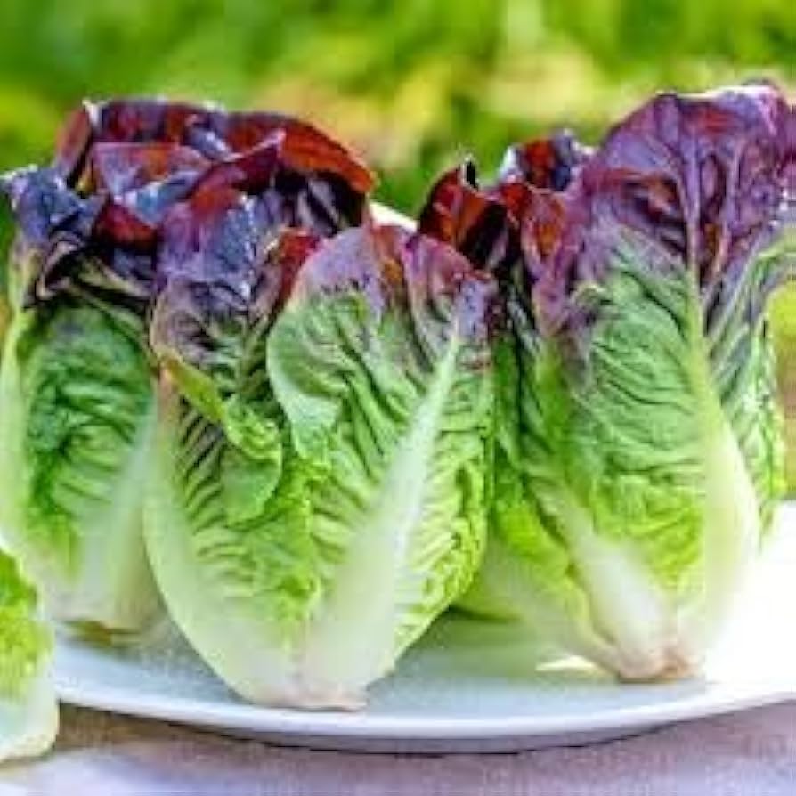 Romaine Cimmarron Red Lettuce Seeds – Heirloom Lettuce with Deep Red Leaves - Dharaseeds