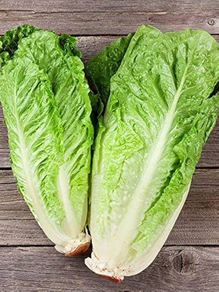 Romaine Cimmarron Red Lettuce Seeds – Heirloom Lettuce with Deep Red Leaves - Dharaseeds