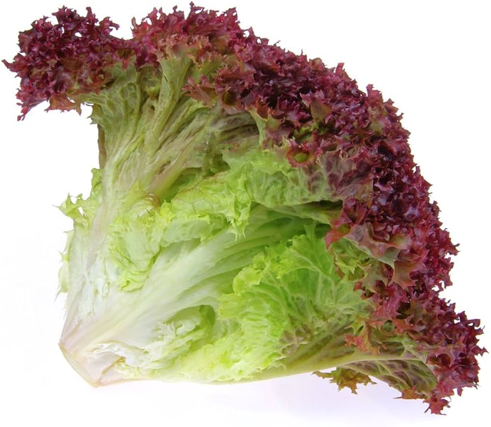 Romaine Cimmarron Red Lettuce Seeds – Heirloom Lettuce with Deep Red Leaves - Dharaseeds