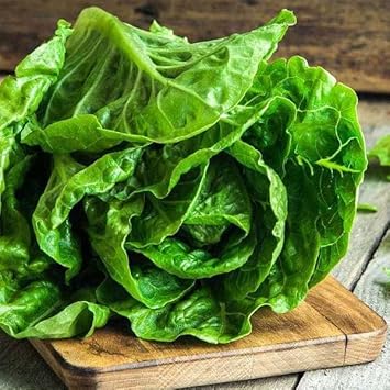 Romaine Lettuce Seeds for Planting - 100 Pcs pcs - Dharaseeds