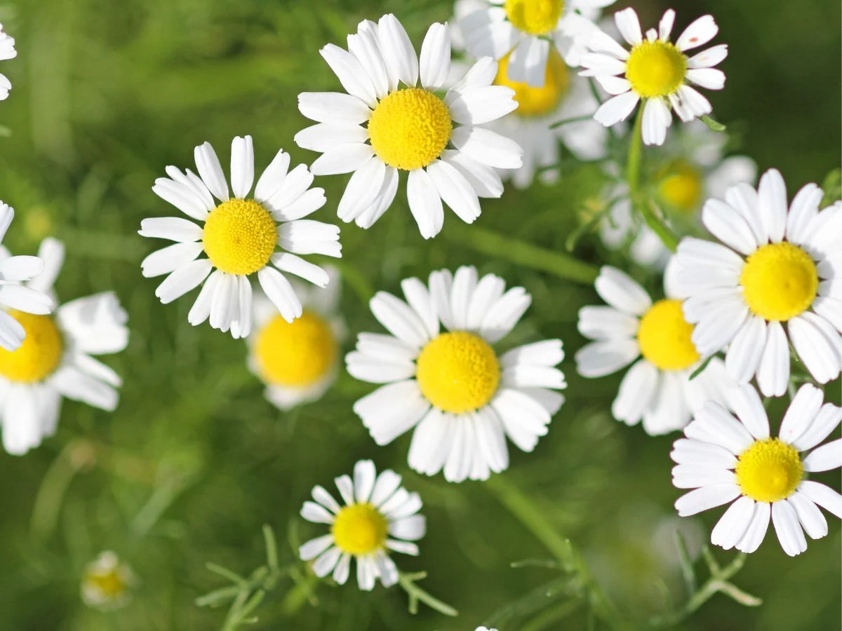 Chamomile Seeds - Roman