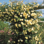 Rosa Banksia Flower Seeds for Planting - NON GMO Seeds Dhara Seeds