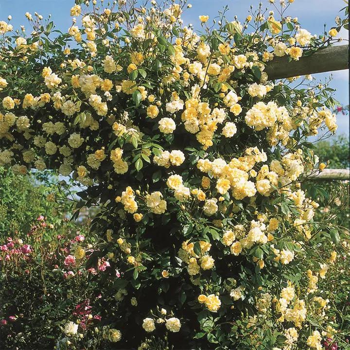 Rosa Banksia Flower Seeds for Planting - NON GMO Seeds Dhara Seeds