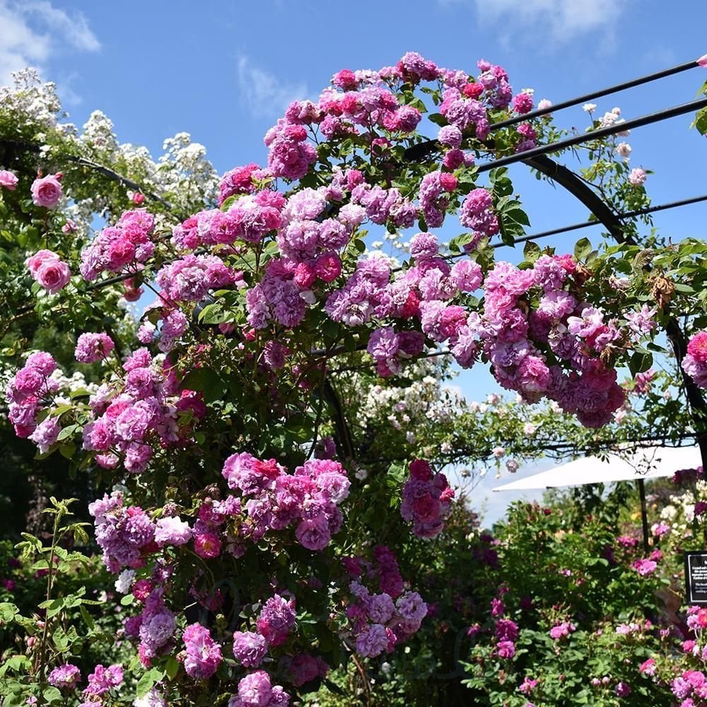 Rose Rosa multiflora Rattan climbing flower seeds for planting in vertical garden or trellis backyard areas