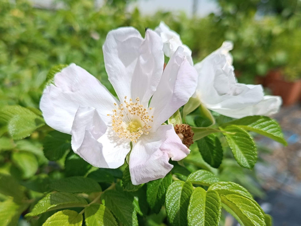 Rosa Rugosa Albiflora White Seeds – Hardy Perennial Garden Roses ...