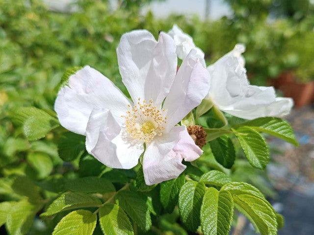 Rose Rosa Rugosa Albiflora White Rugosa Flower Seeds for Planting