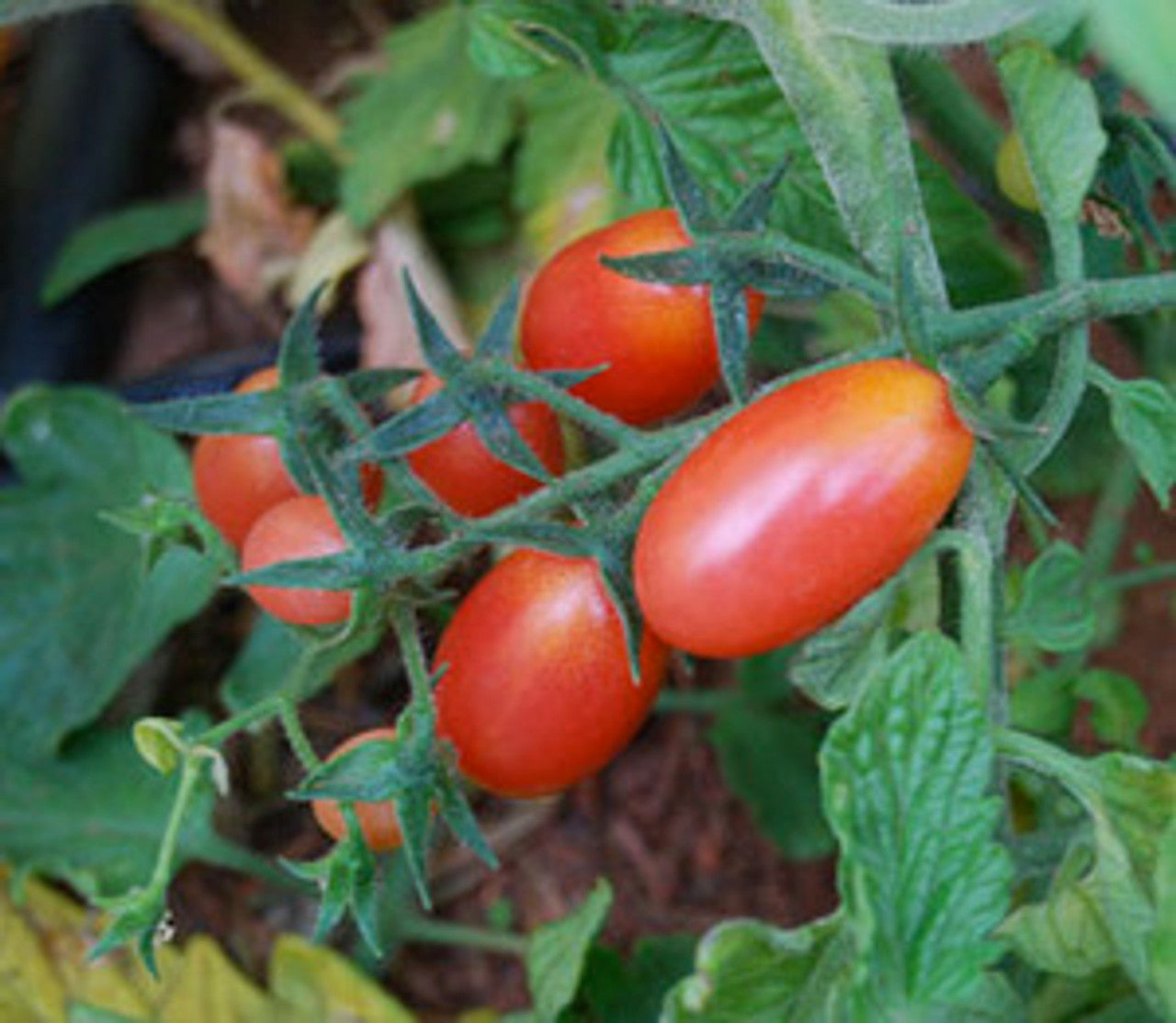Rosalita Tomato Solanum lycopersicum vegetable seeds for home garden tomato production