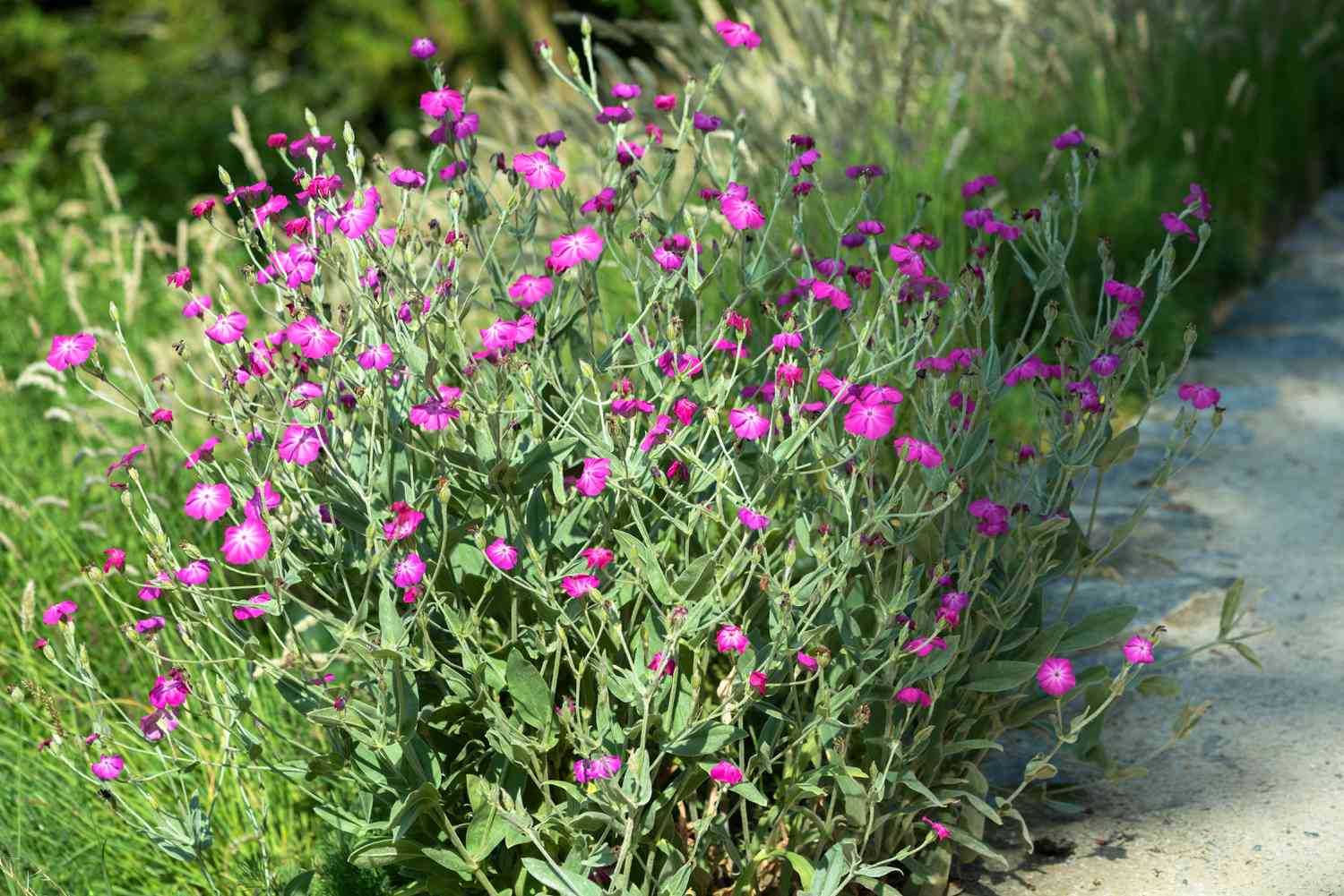 Rose Campion Magenta Flower Seeds