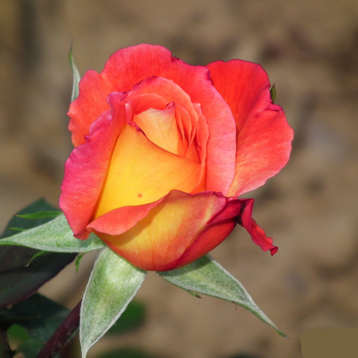 Yellow Red Rose Plant Seeds for Planting Non-GMO Heirloom Garden Seeds for Growing Beautiful Flowers