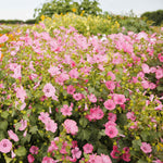 flowers high quality flower seeds for growing vibrant and colorful blooms in home gardens and landscapes organic flowers premium organic flower seeds for sustainable gardening and beautiful blossoms suitable for all climates