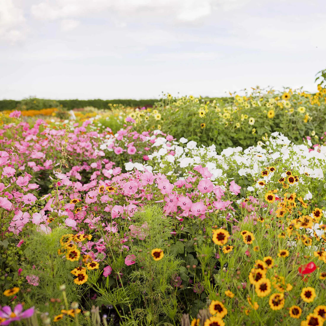 Rose Mallow Seeds - Loveliness