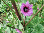 Rose Mallow mix flower seeds – pink, white, and red perennial blooms - Dharaseeds