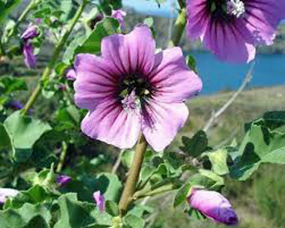 Rose Mallow mix flower seeds – pink, white, and red perennial blooms - Dharaseeds