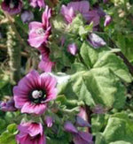 Rose Mallow mix flower seeds – pink, white, and red perennial blooms - Dharaseeds